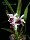 Laelia purpurata var. Carnea (Orchideen Garten )